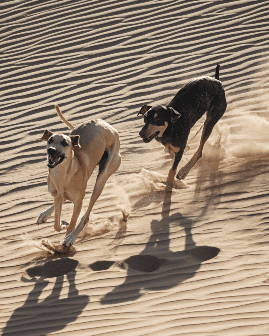 A pair of Sloughi racing over the dunes