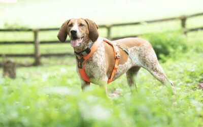 How to Train a Coonhound When Their Nose Is More Interesting Than You