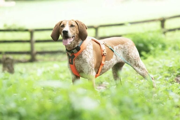How to Train a Coonhound When Their Nose Is More Interesting Than You