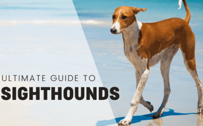 All the Sighthounds! Your guide to sighthound dog breeds