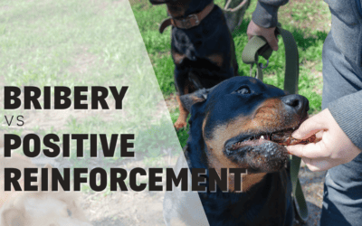 Bribery vs Positive Reinforcement in Dog Training