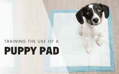 Potty Training 101: How to Teach Your Puppy to Use Potty Pads
