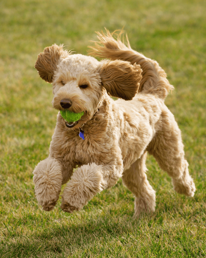 the goldendoodle