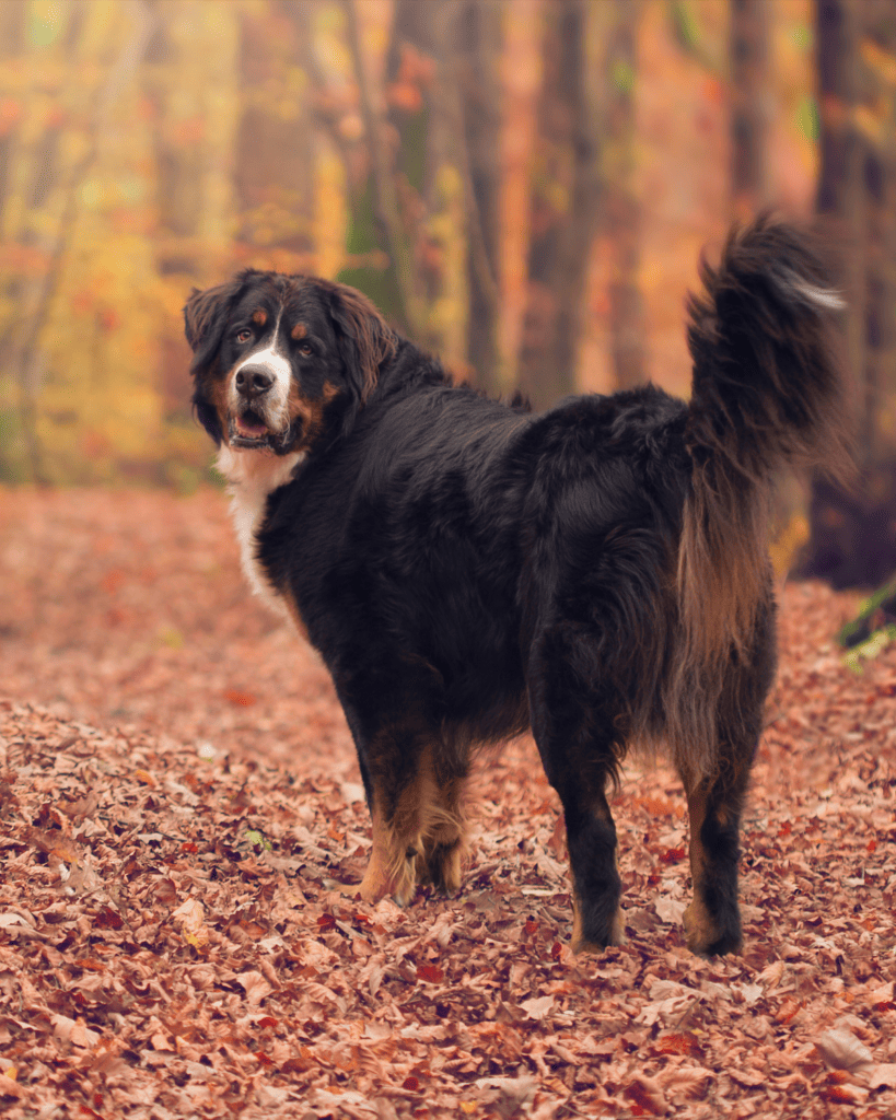 the bernese mountain dog