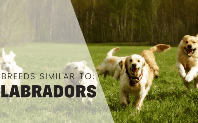 21 Dogs That Are Similar to Labradors – A Visual Guide