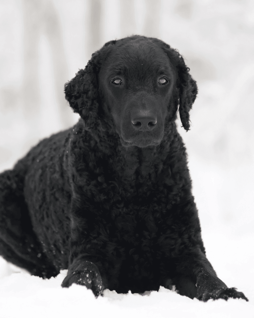 The curly coated retriever