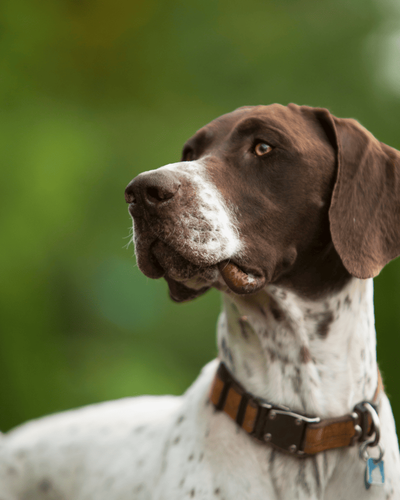 the german shorthaired pointer