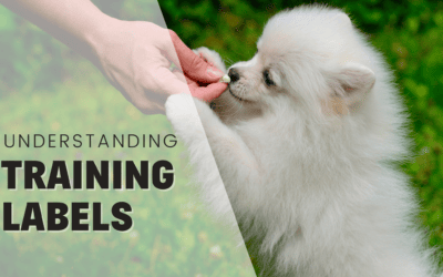 Understanding Dog Training Techniques, Styles and Methods