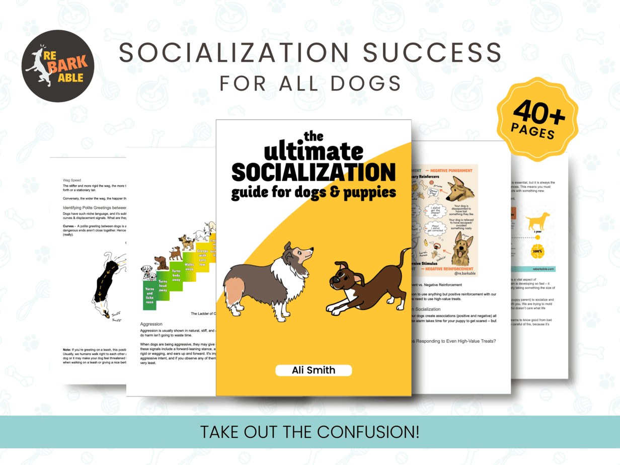 Socialization guide by Ali Smith