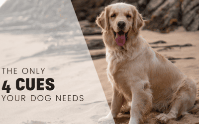The Only 4 Cues You Need To Teach Your Dog Or Puppy