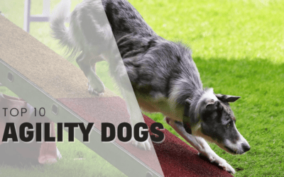 Top 10 Agility Dogs To Live That Sports Dog Life With