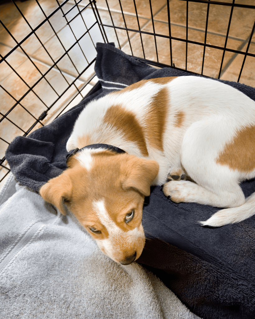 Stop pup crying in crate 2