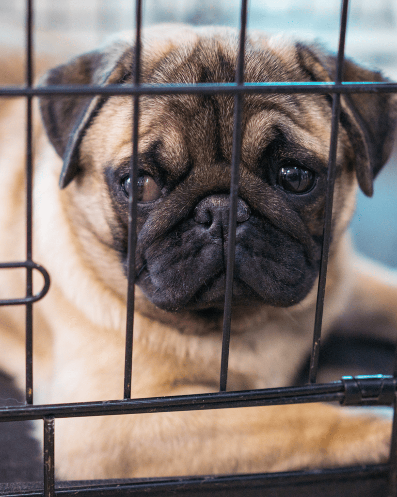 Stop pup crying in crate 3