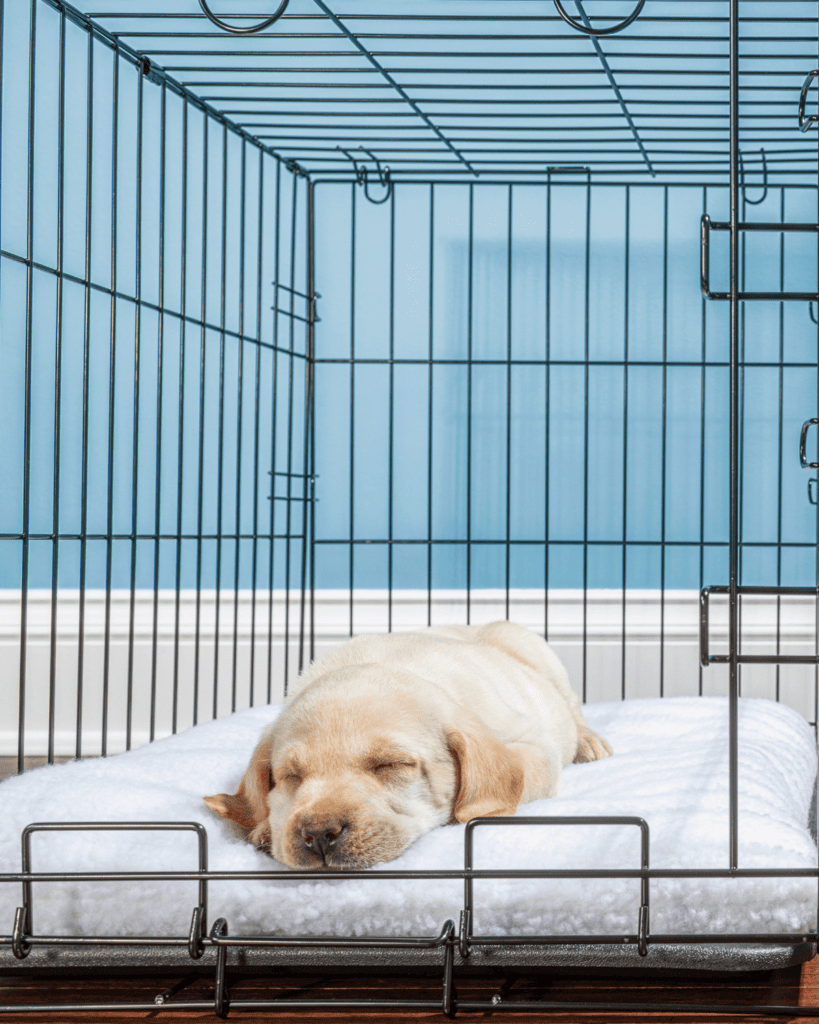 Stop pup crying in crate 4