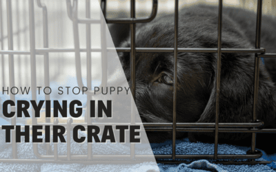 How Long Should I Leave Puppy Crying In Their Crate?