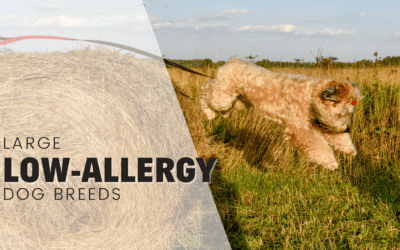 10+ Large Hypoallergenic Dog Breeds For Allergy Sufferers