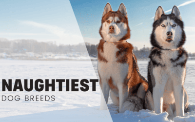 Top 10 Naughtiest Dog Breeds: According to Trainers