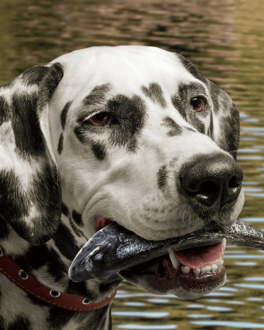 reasons dogs breath smells like fish 1