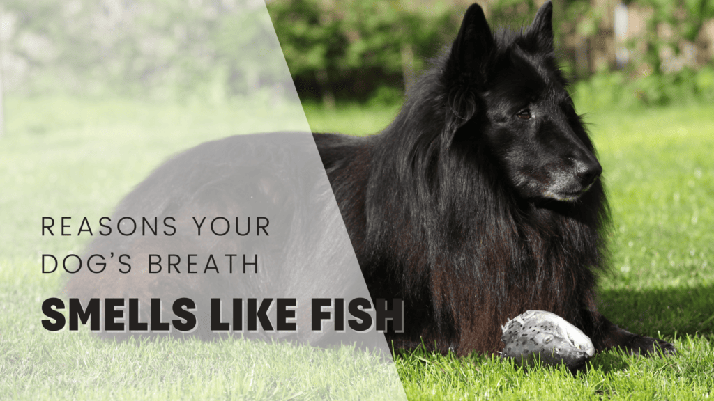 reasons dog's breath smells like fish