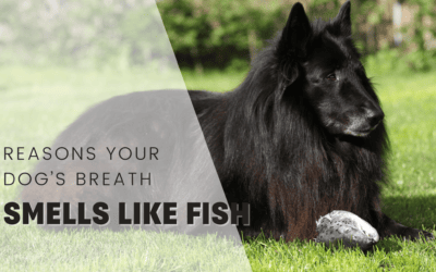 Why Does My Puppy’s Breath Smell Like Fish? Causes and Fixes