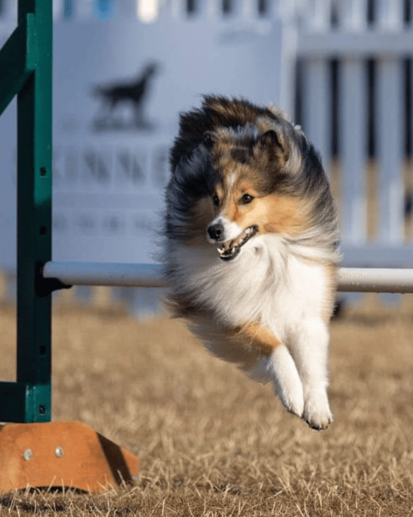 top agility dogs 1