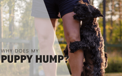 Why Does My Puppy Hump? And How Do I Stop It?
