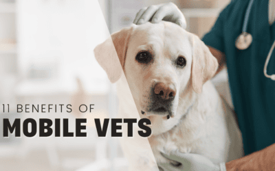 11 Benefits of Mobile Veterinary Services For Your Dog