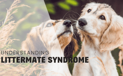 Littermate Syndrome: The Hidden Risks of Raising Puppy Pairs