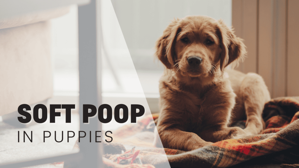 Soft poop in puppies