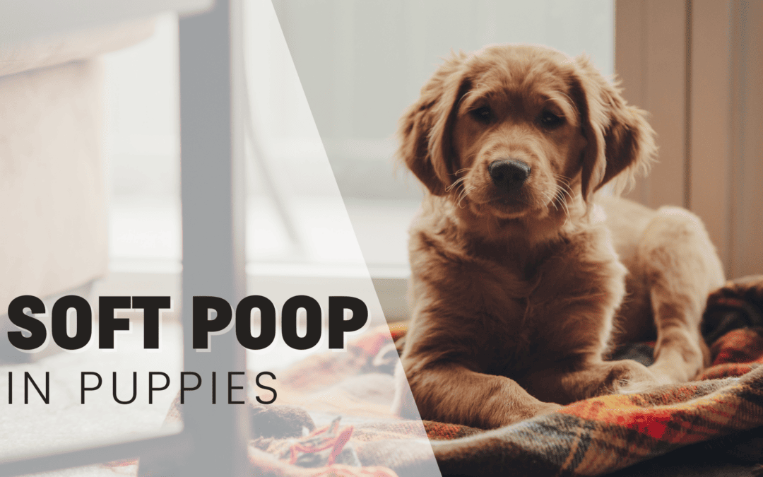 Is Puppy Poop Supposed to Be Soft? It’s Meaning And What You Can Do