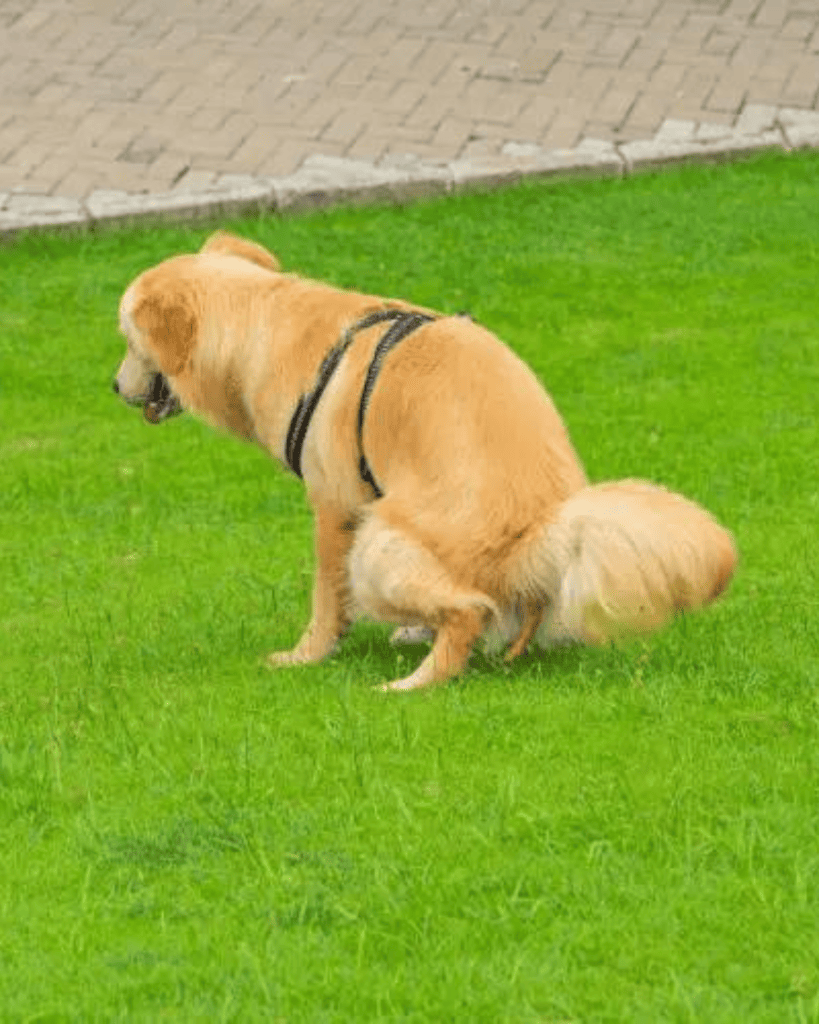 Understanding Normal Puppy Poop (1)