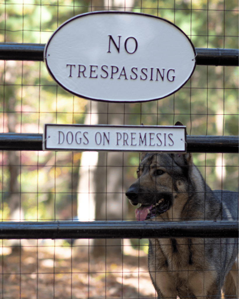 beware of dog 4