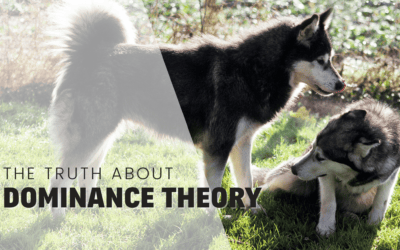 The Truth About Dominance Theory: Why It’s Time To Ditch Dominance