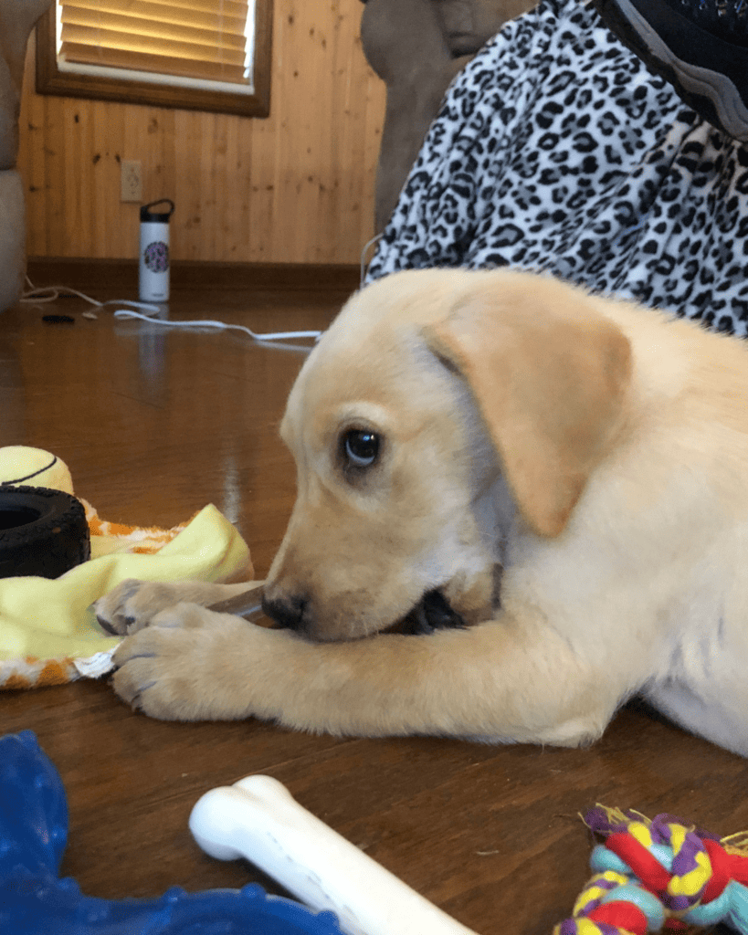 labrador puppy eating things he shouldn't.