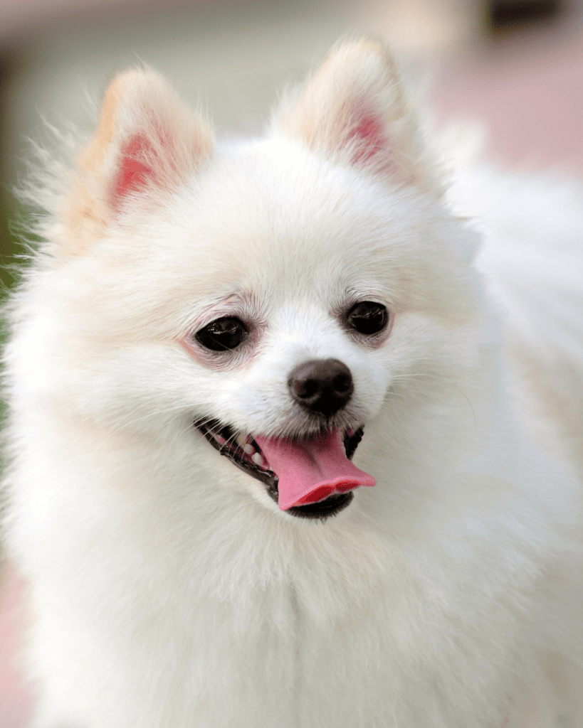 15 Dog Breeds Similar To The Adorable Pomeranian (1)
