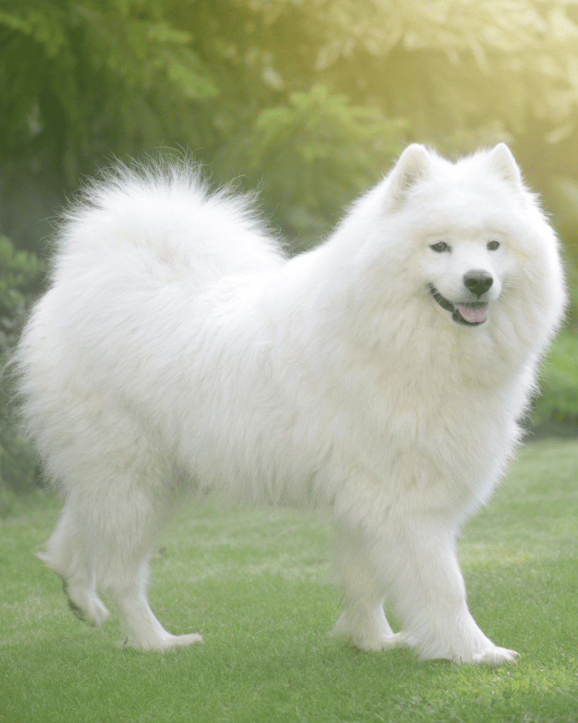 15 Dog Breeds Similar To The Adorable Pomeranian (10)