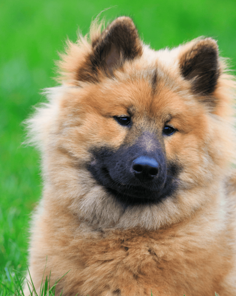15 Dog Breeds Similar To The Adorable Pomeranian (11)