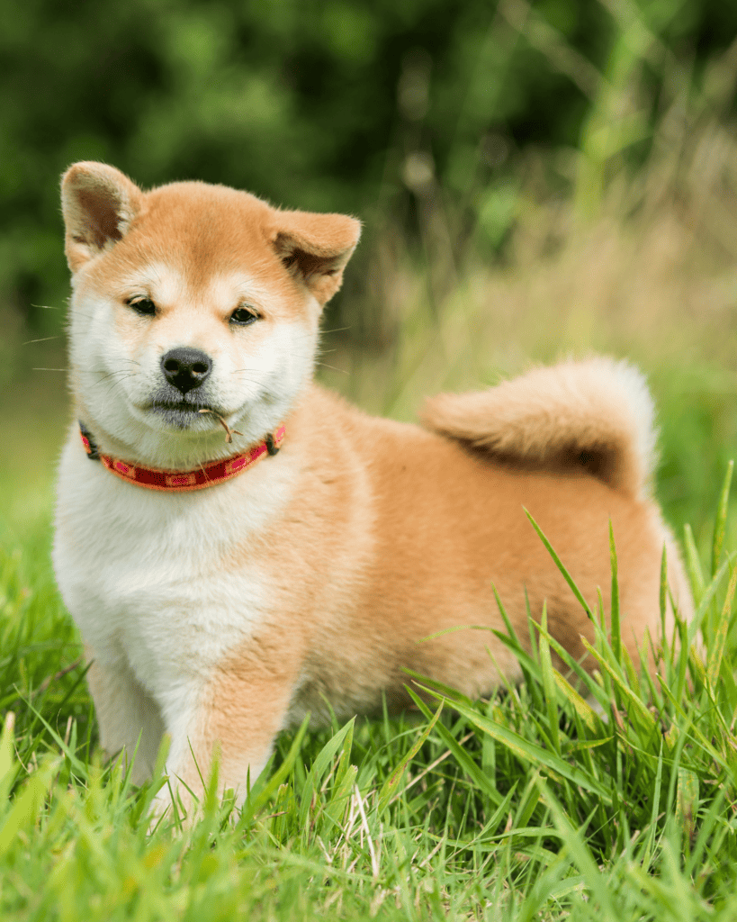 15 Dog Breeds Similar To The Adorable Pomeranian (12)