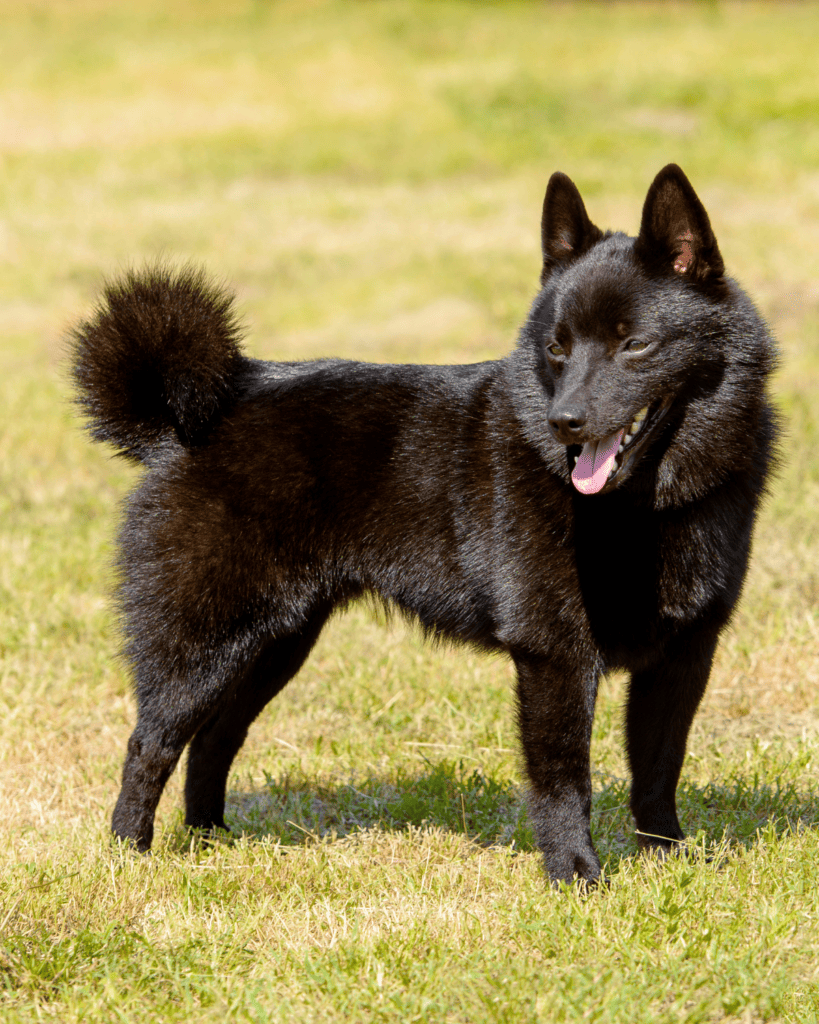 15 Dog Breeds Similar To The Adorable Pomeranian (15)