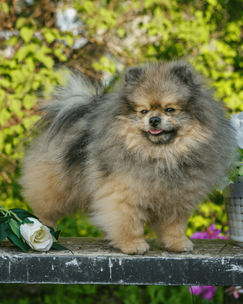 15 Dog Breeds Similar To The Adorable Pomeranian (17)