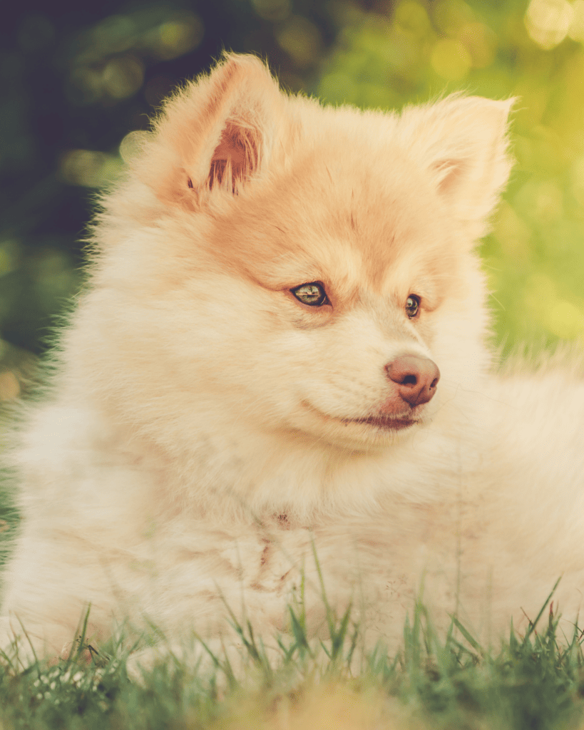 15 Dog Breeds Similar To The Adorable Pomeranian (2)