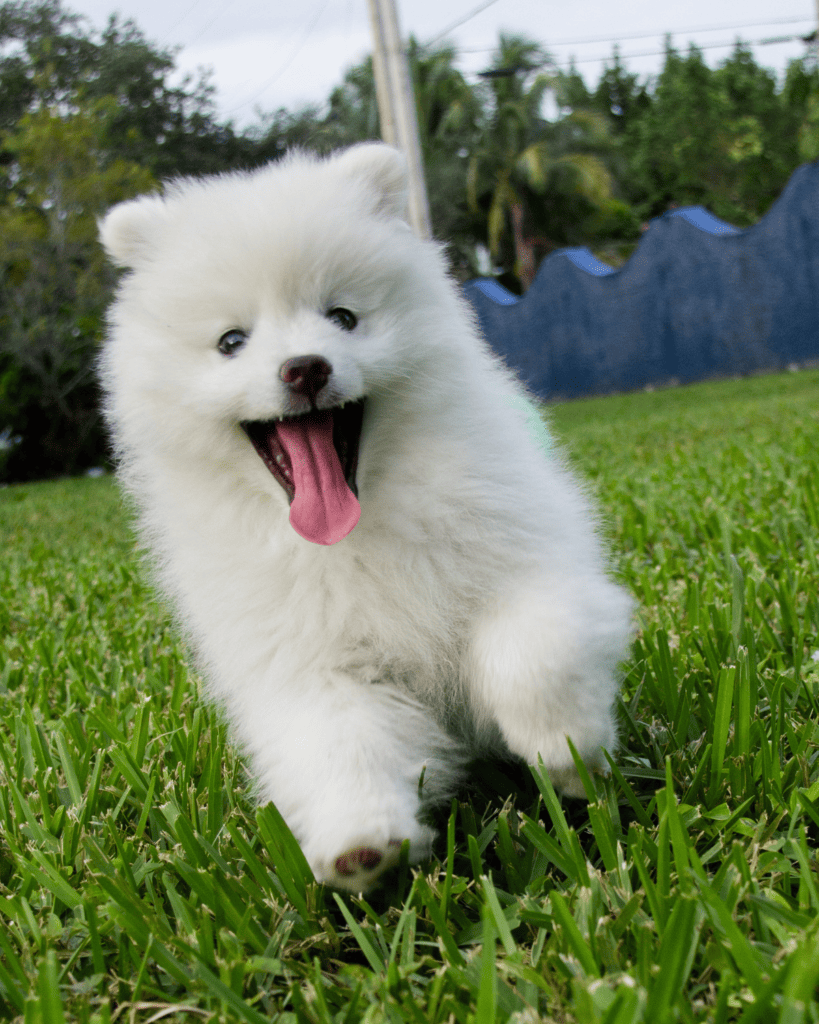 15 Dog Breeds Similar To The Adorable Pomeranian (3)