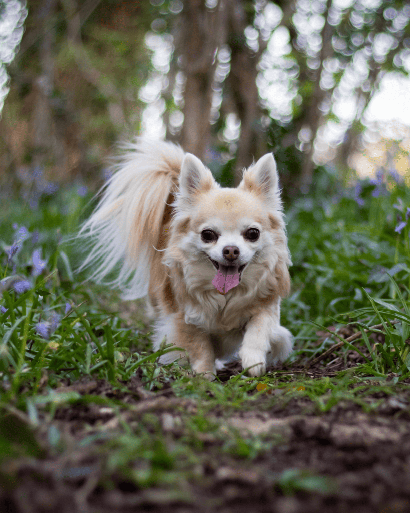 15 Dog Breeds Similar To The Adorable Pomeranian (4)