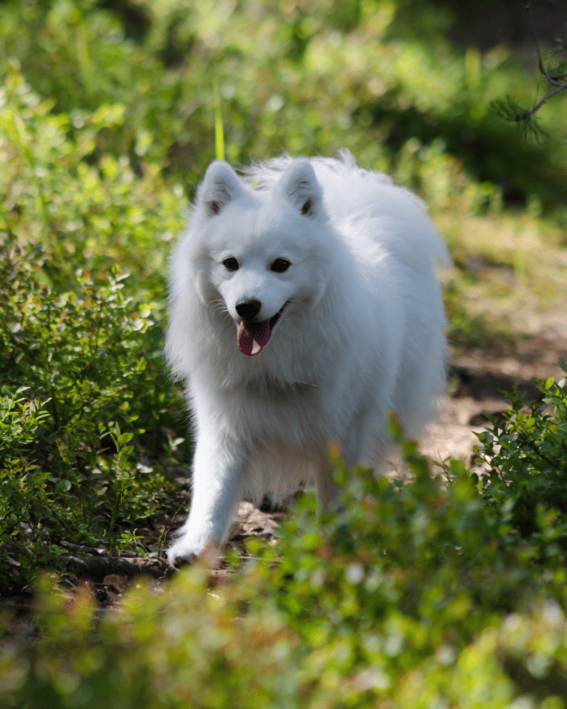 15 Dog Breeds Similar To The Adorable Pomeranian (5)