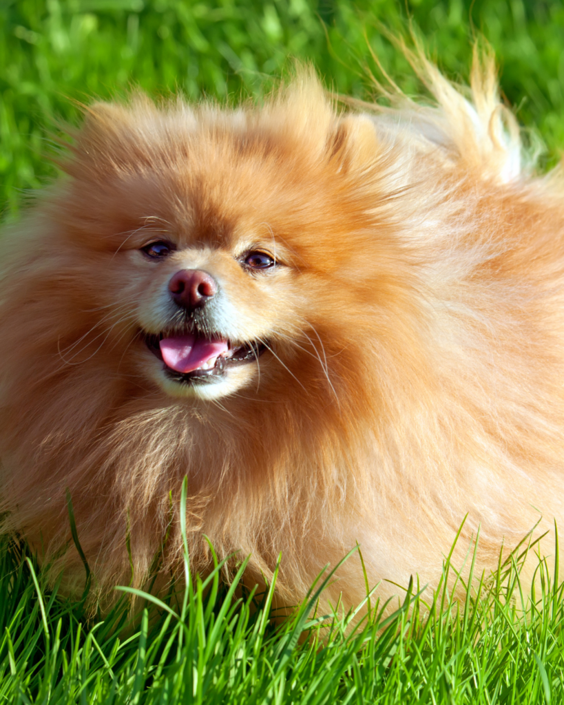 15 Dog Breeds Similar To The Adorable Pomeranian (6)