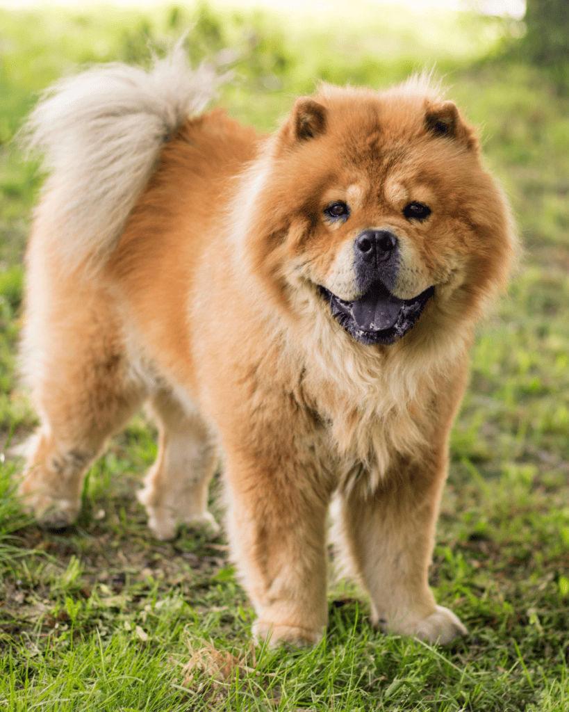 15 Dog Breeds Similar To The Adorable Pomeranian (7)
