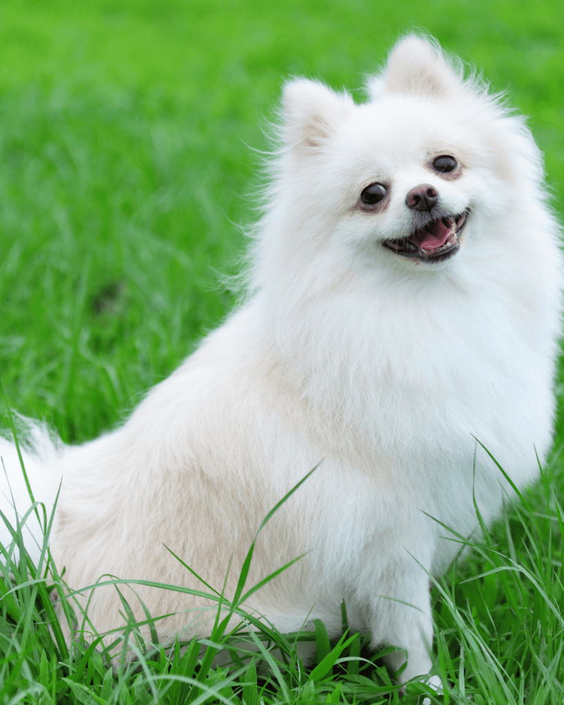 15 Dog Breeds Similar To The Adorable Pomeranian