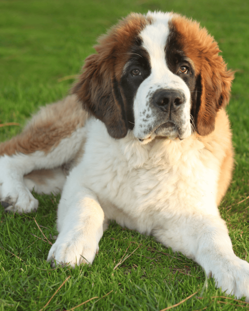 15 Dog Breeds That Define Faithful Companionship (2)