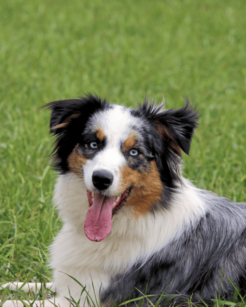 15 Dog Breeds That Define Faithful Companionship (22)