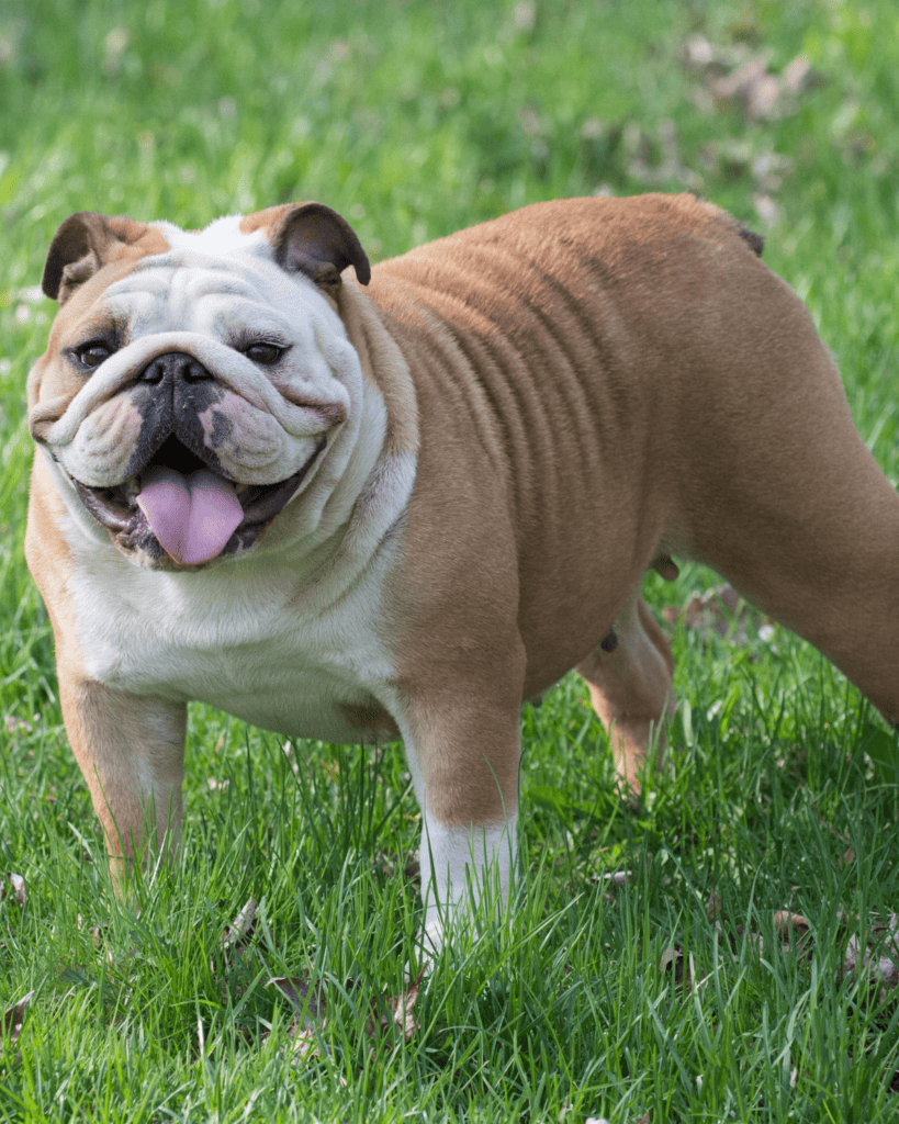 15 Dog Breeds That Define Faithful Companionship (24)